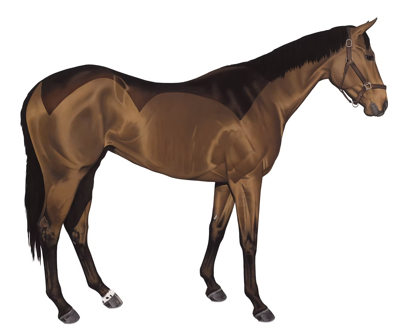 12 Horses Card Pack | by Lara Nickel