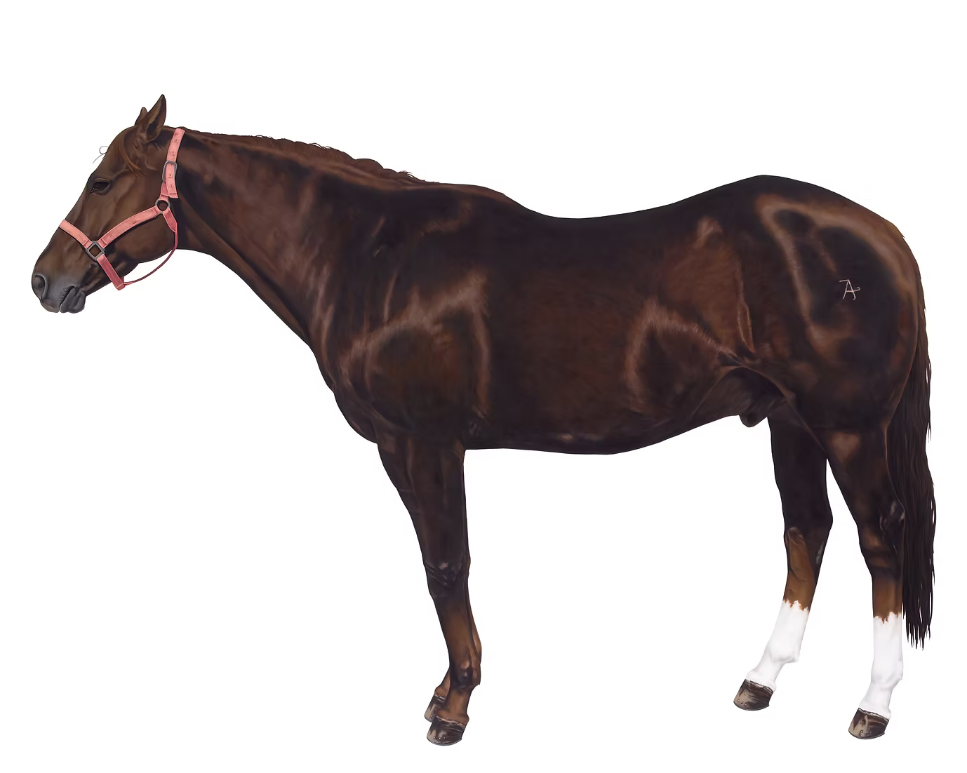 12 Horses Card Pack | by Lara Nickel