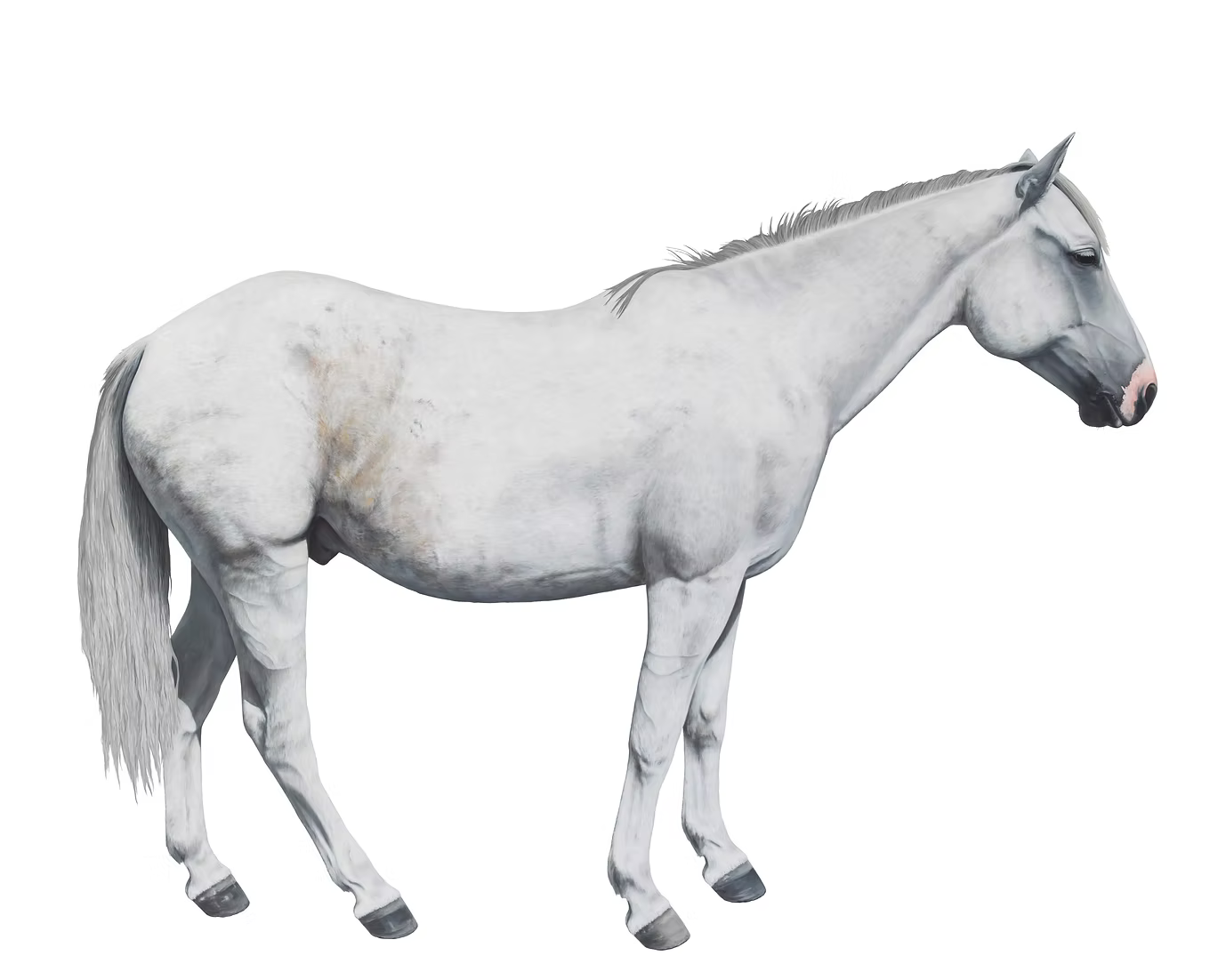 12 Horses Card Pack | by Lara Nickel