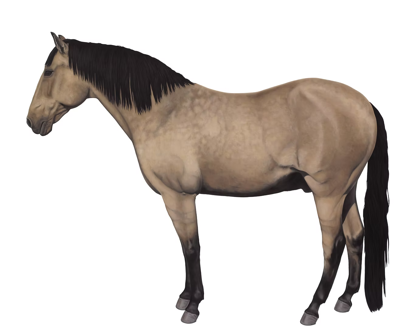 12 Horses Card Pack | by Lara Nickel