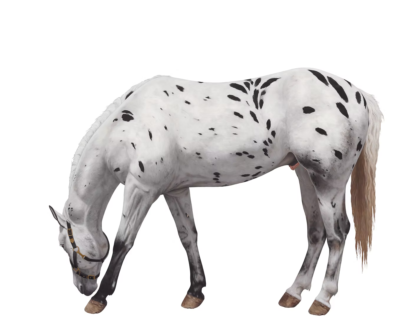 12 Horses Card Pack | by Lara Nickel