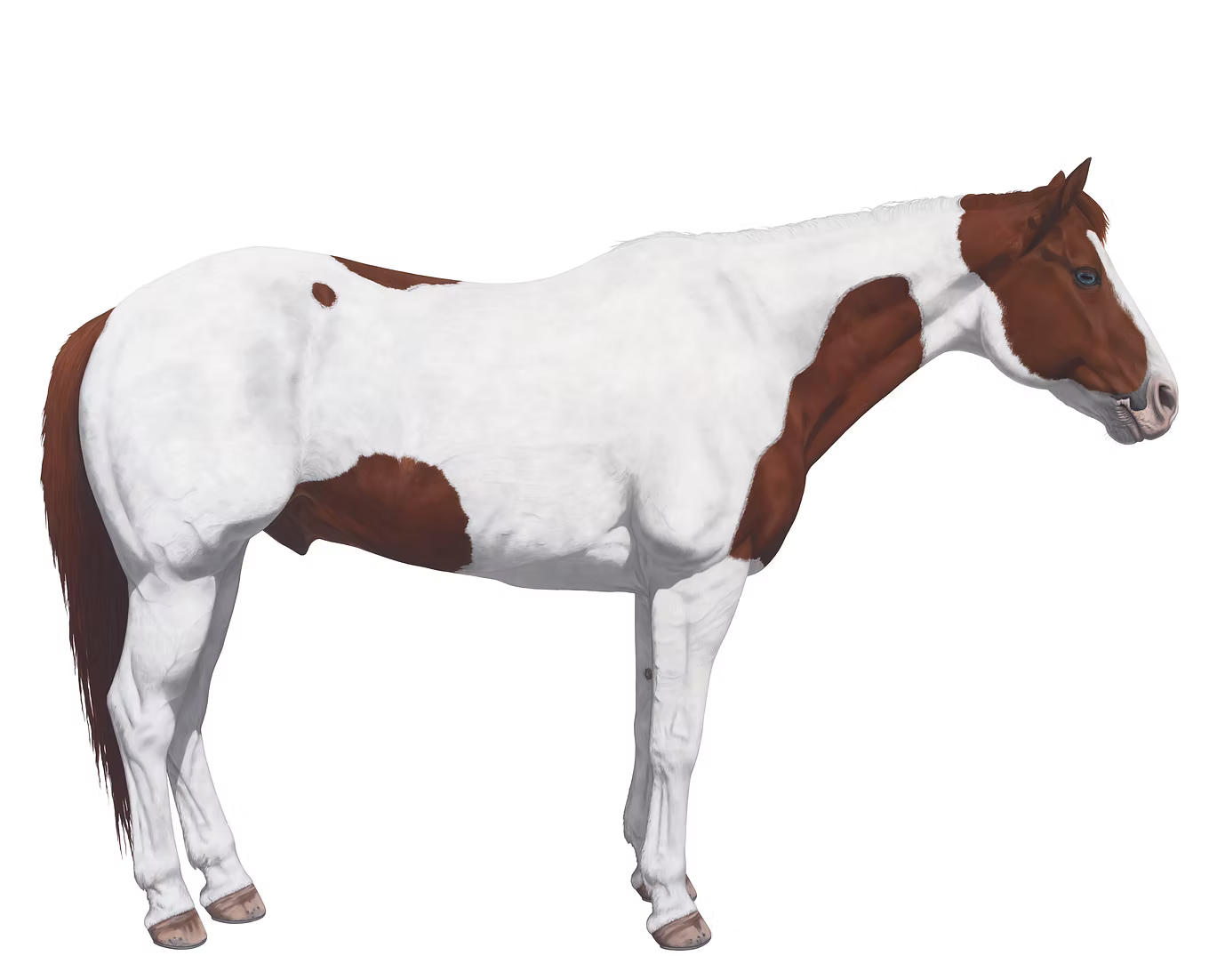 12 Horses Card Pack | by Lara Nickel