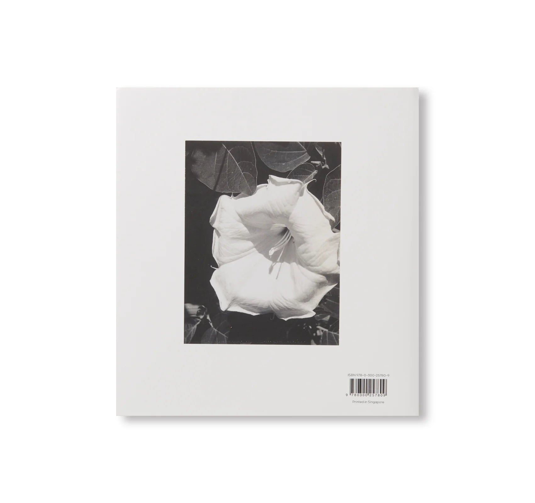 Georgia O’Keeffe, Photographer | Book
