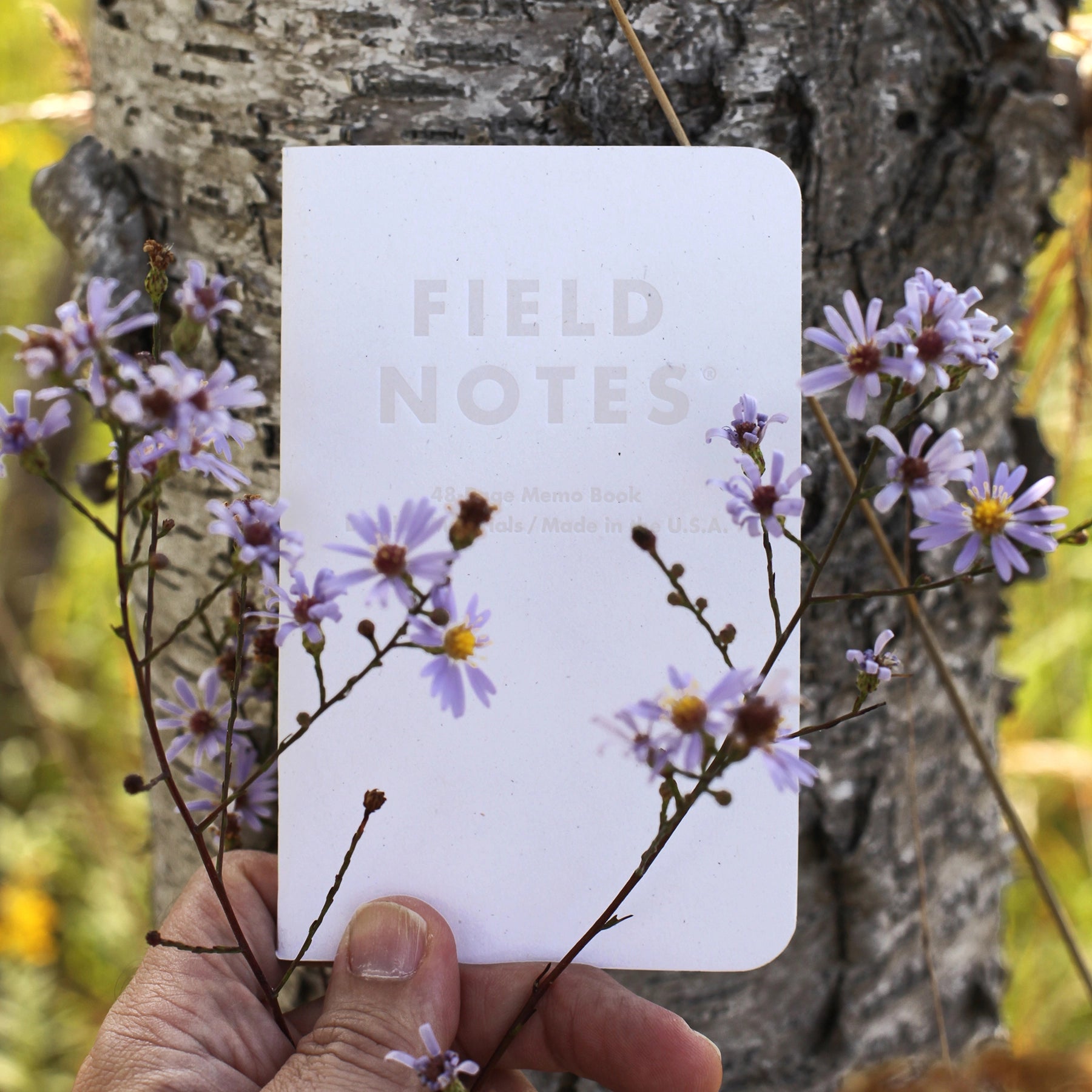 Field Notes | Birch Bark