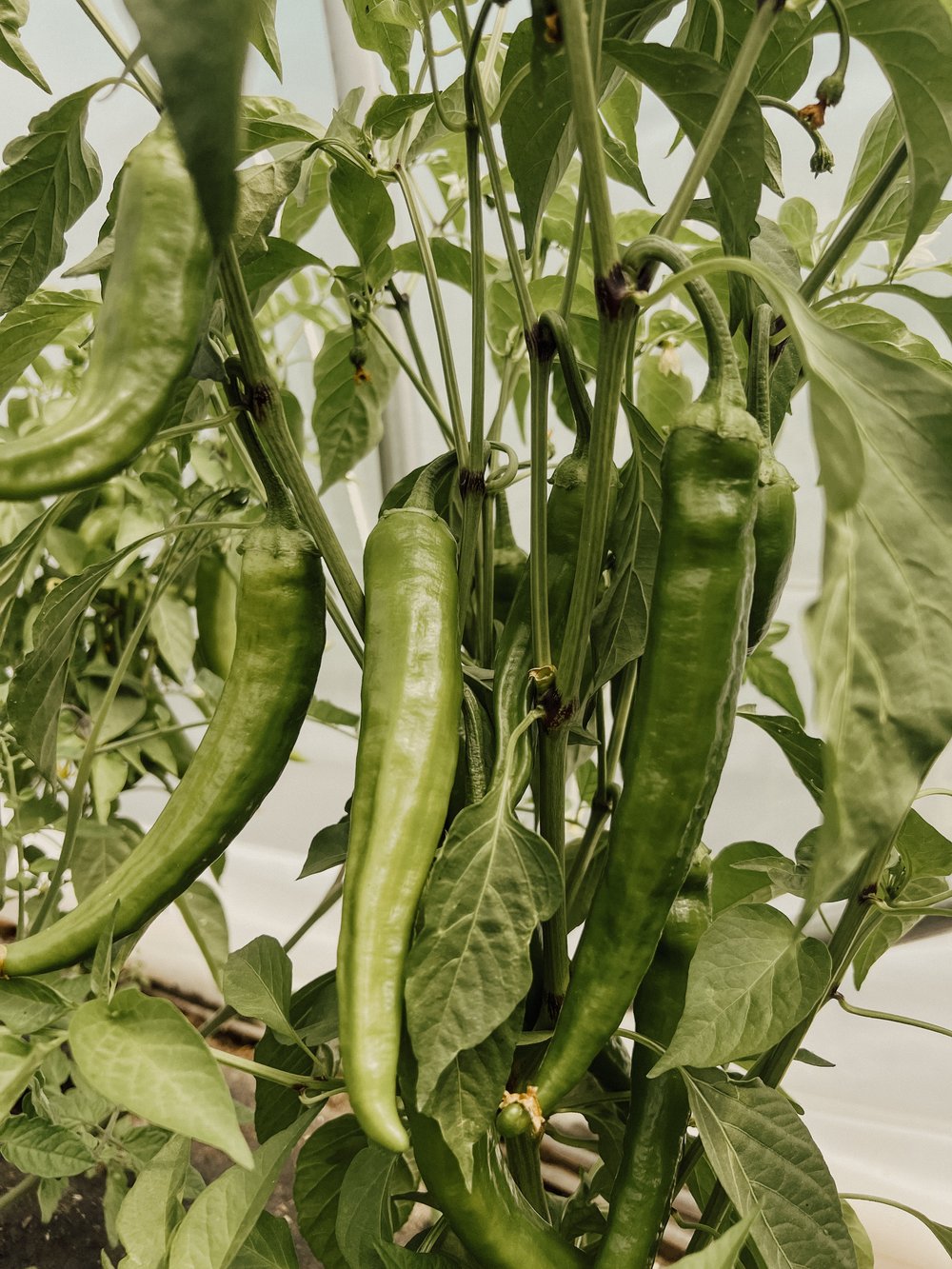 Hatch Green Chile Infused Honey