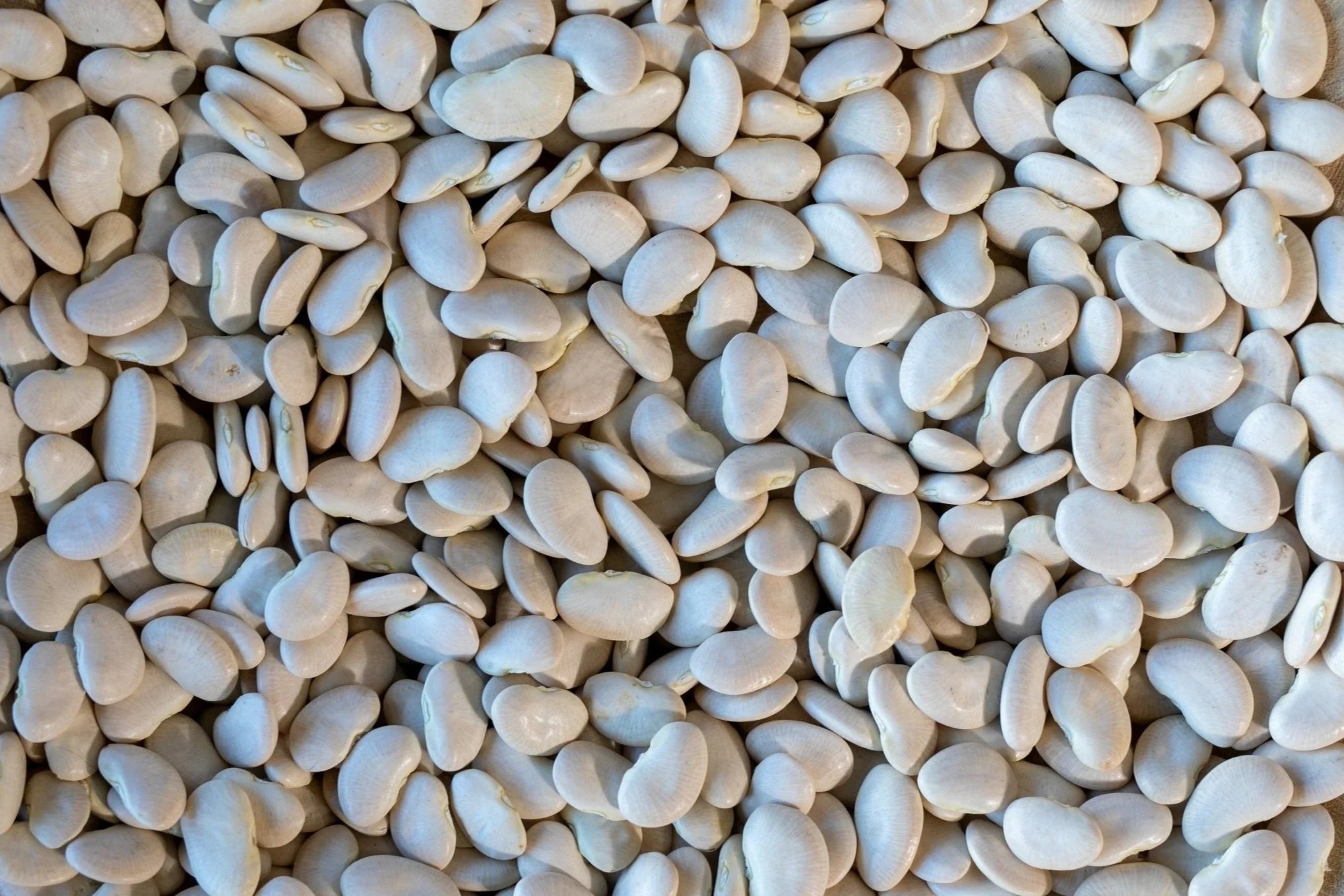 Large White Lima Beans