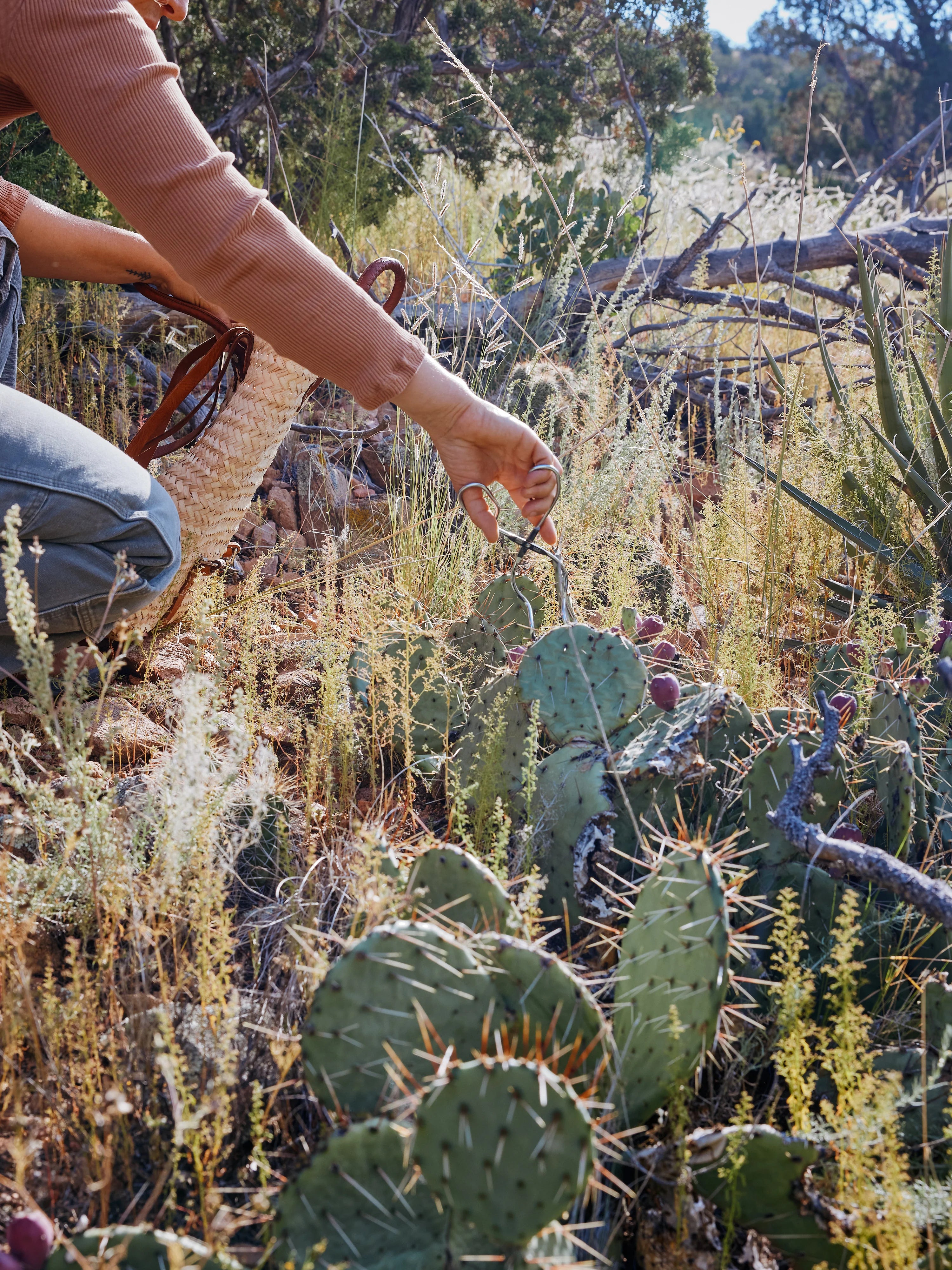 Prickly Pear Cactus Lotion