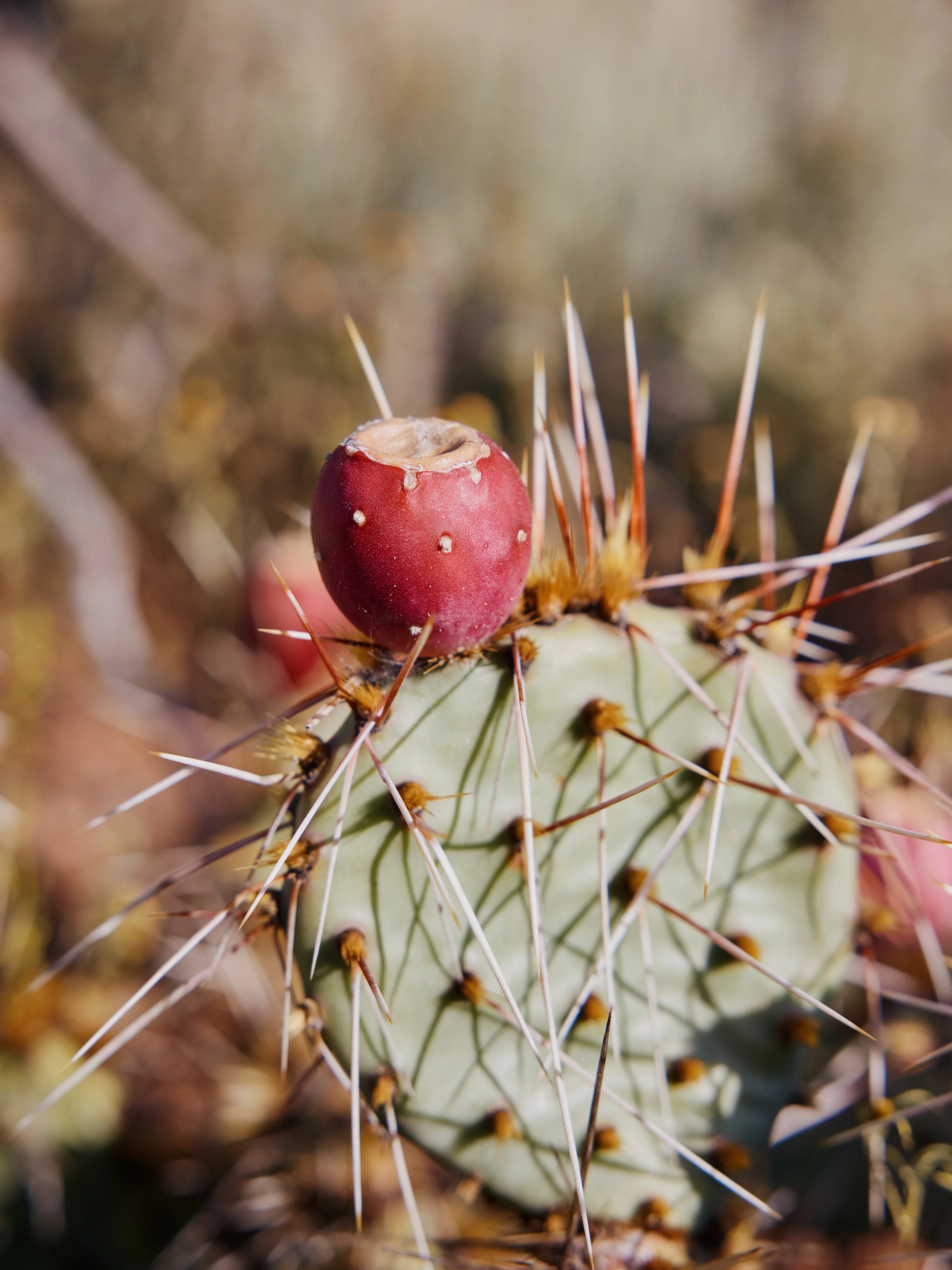 Prickly Pear Cactus Lotion