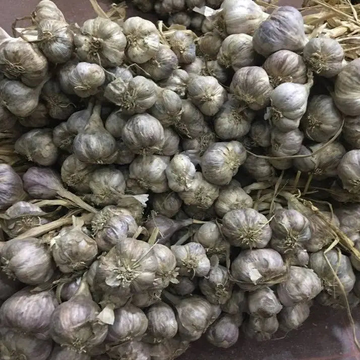 Purple Stripe Garlic | Single Origin Spice & Seasoning Blend