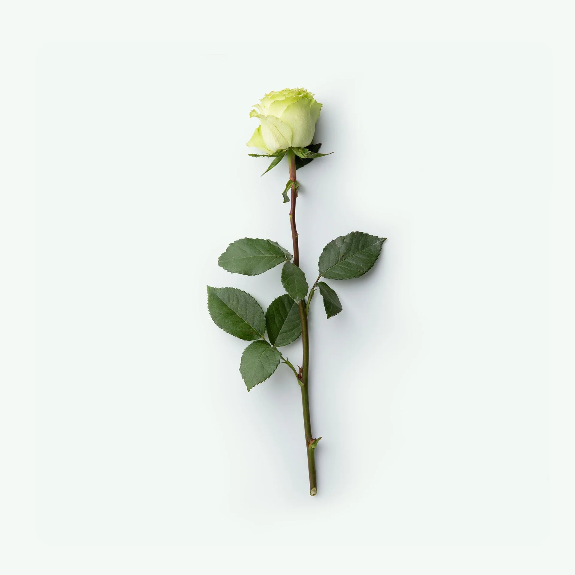 Third Rose | Deodorant Stick