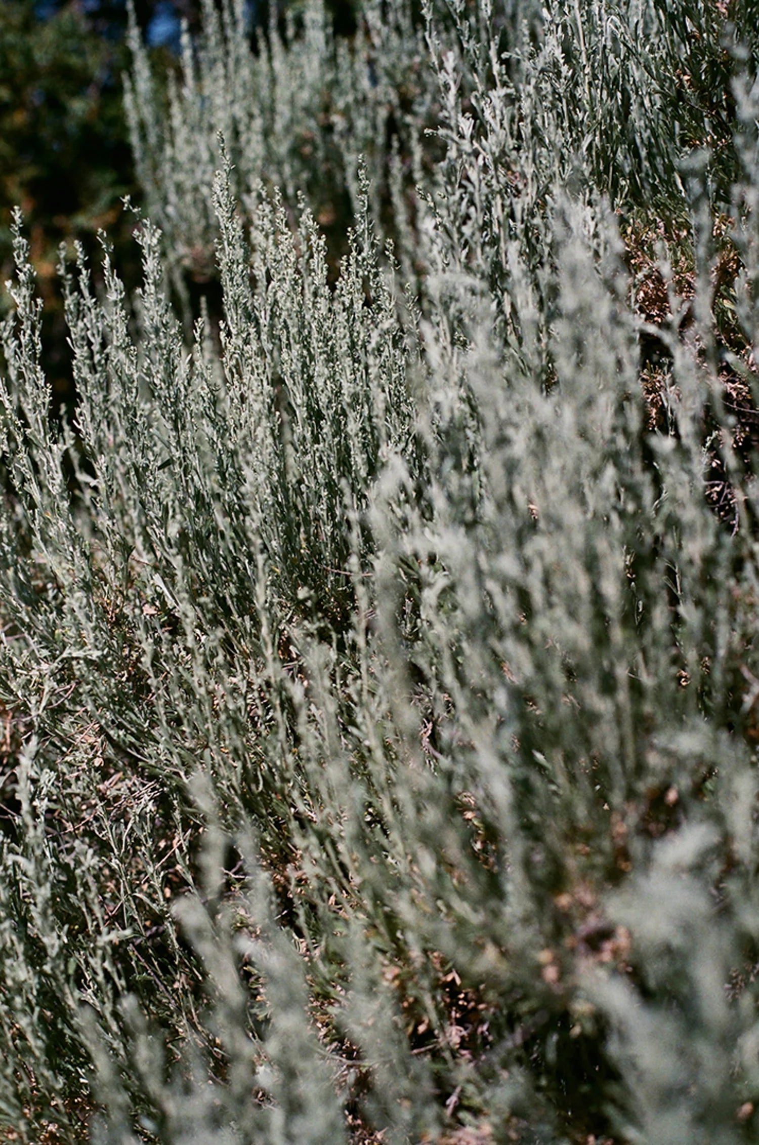 Virga Hydrosol