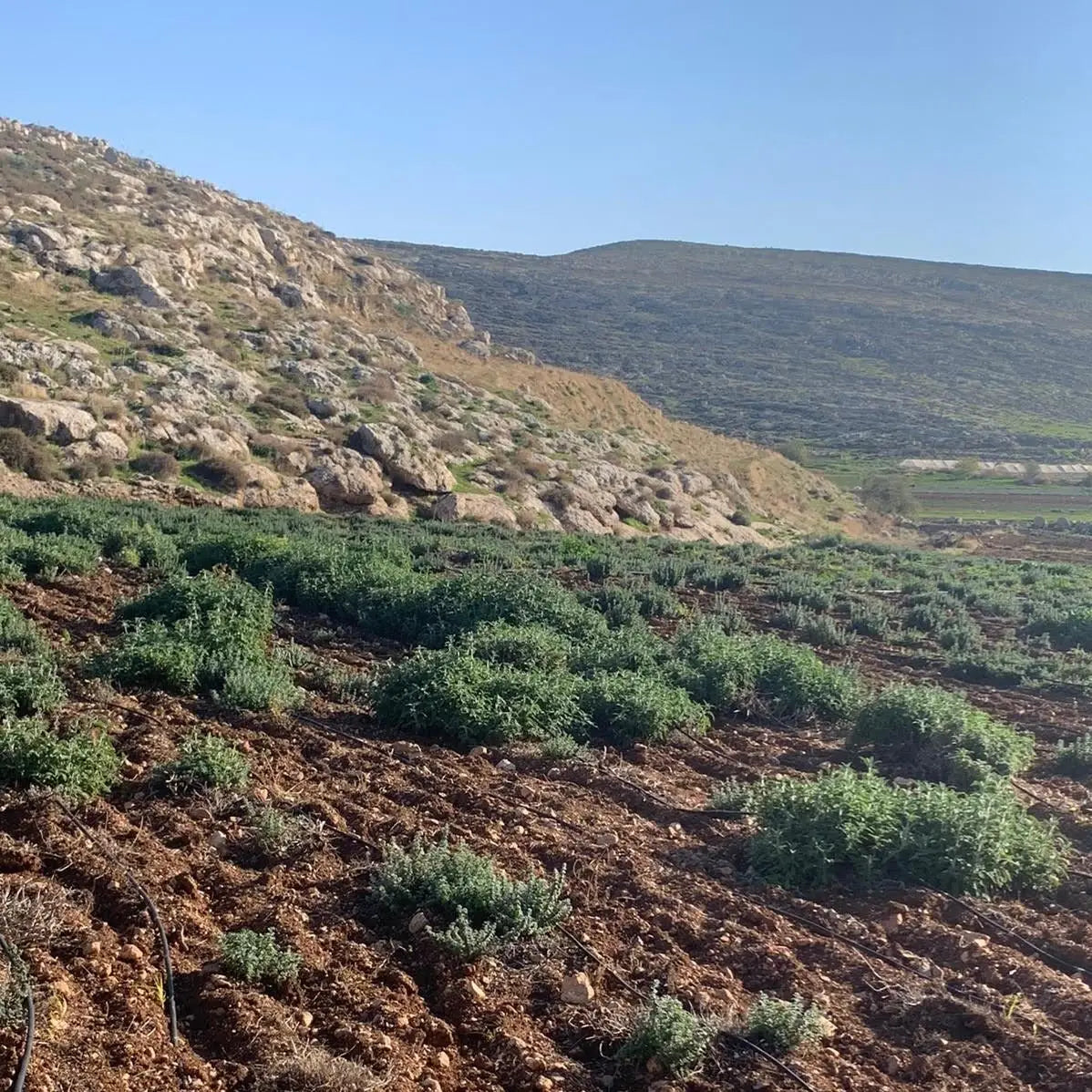 Za'atar | Single Origin Spice & Seasoning Blend