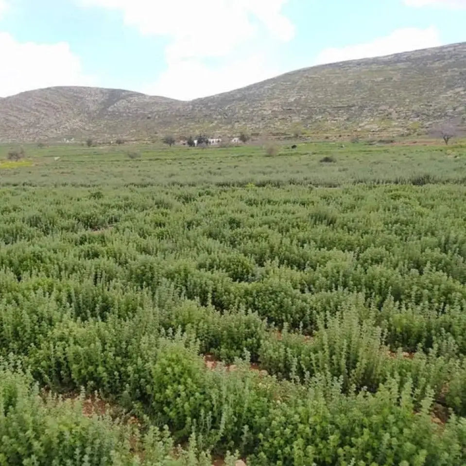 Za'atar | Single Origin Spice & Seasoning Blend