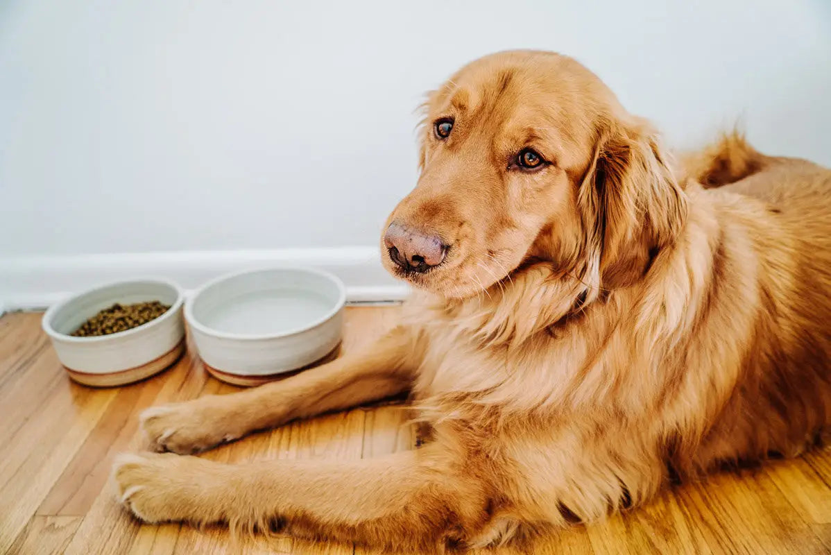 Hanselmann Pottery | Dog Bowls