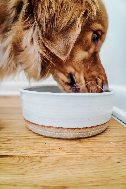 Hanselmann Pottery | Dog Bowls